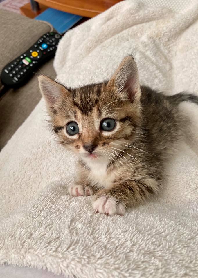 Kitten